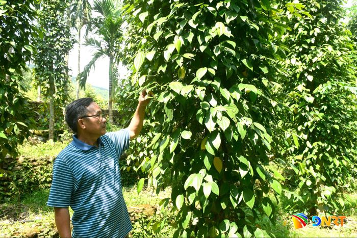 Đà Nẵng xác định mã số vùng trồng là cơ sở để xây dựng vùng nguyên liệu hàng hóa phục vụ xuất khẩu. TRONG ẢNH: Tiêu xã Thạnh Bình đã được cấp mã số vùng trồng năm 2026. Ảnh: QUANG VIỆT