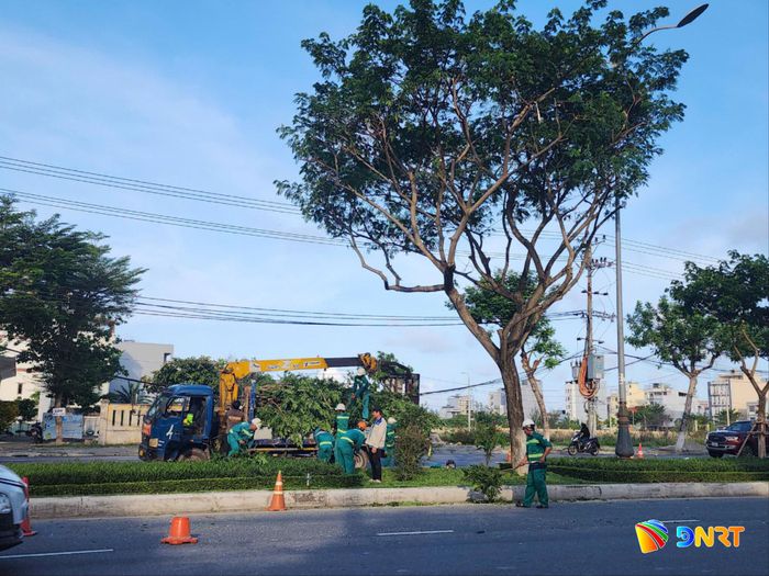 Công nhân Công ty Công viên - Cây xanh Đà Nẵng tổ chức cắt, tỉa cây xanh tại đô thị trước mùa mưa bão. Ảnh: NGỌC QUỐC