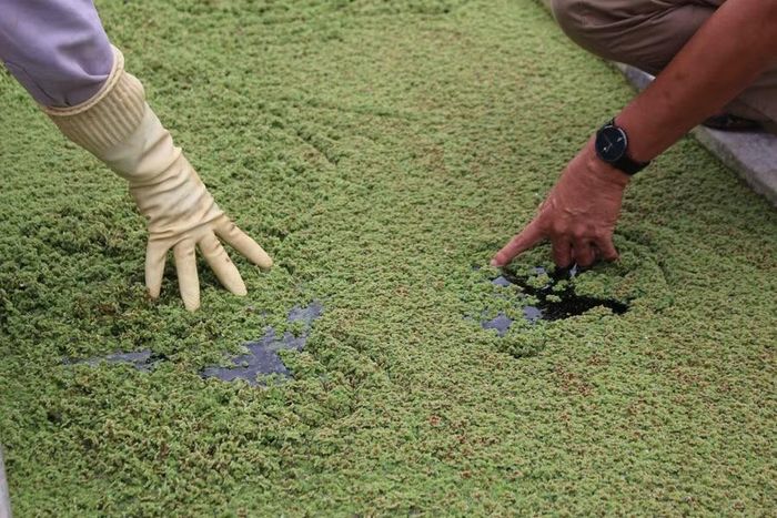 Bèo dâu, bèo phấn được gia đình chủ động sản xuất, kết hợp với các loại thức ăn khác nhằm giảm chi phí nuôi cá. Ảnh: M.C