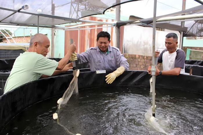 Ông Nhị cùng người dân kiểm tra đàn cá và hệ thống hồ nuôi. Ảnh: M.C