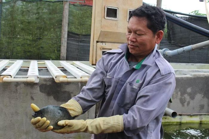 Ông Nguyễn Đình Nhị kiểm tra trọng lượng, chất lượng cá trước khi xuất bán. Ảnh: M.C