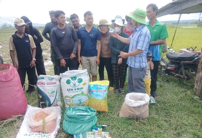  Một buổi học về áp dụng kỹ thuật chăm sóc lúa diễn ra ngay trên đồng ruộng. Ảnh: N.S 