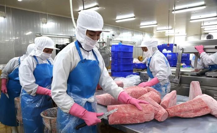  Hoạt động chế biến cá ngừ đại dương xuất khẩu tại Khu kinh tế Nhơn Hội. Ảnh: Tiến Sỹ 