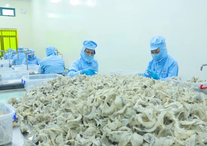 Lựa chọn tổ yến tại Công ty Yến sào Khánh Hòa.