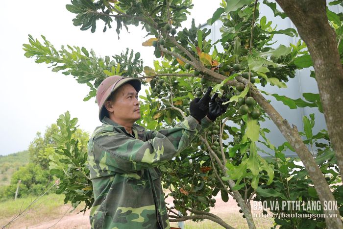 Mô hình trồng mắc ca của Công ty Lâm nghiệp Lộc Bình cho thu hoạch quả