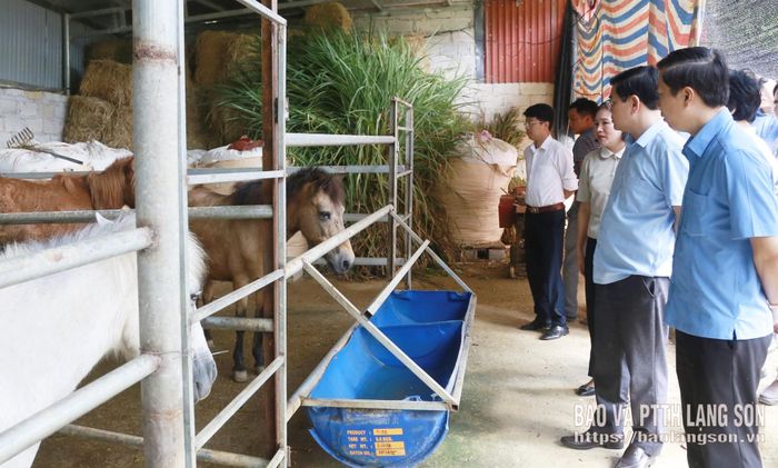 Tổ công tác khảo sát mô hình chăn nuôi ngựa của người dân trên địa bàn xã Yên Phúc
