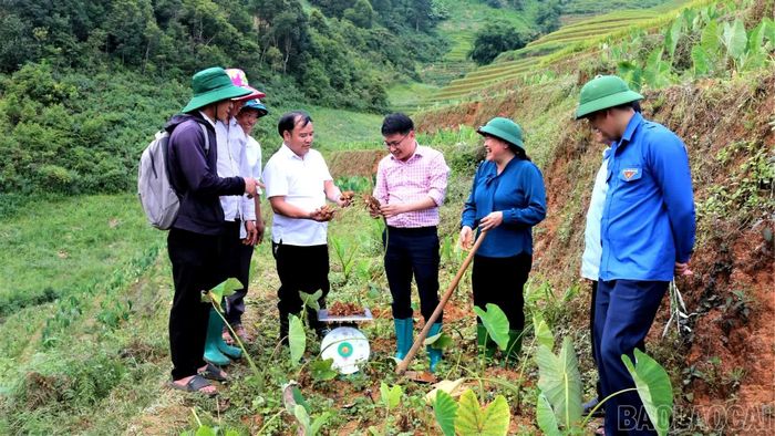Lãnh đạo xã Lao Chải kiểm tra, đánh giá mô hình hỗ trợ sinh kế trồng khoai sọ tại thôn Hú Trù Lình.