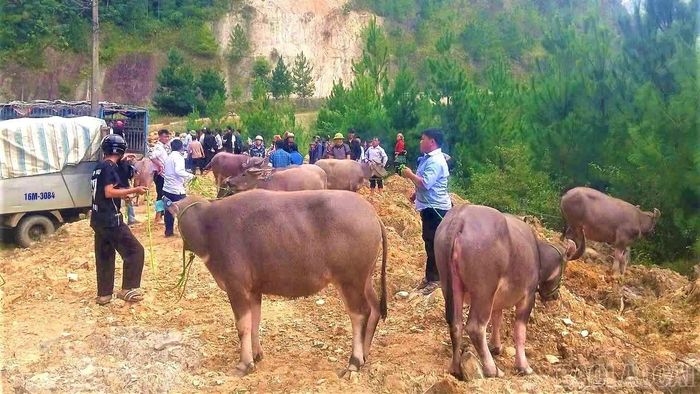 Từ Chương trình mục tiêu quốc gia, xã Lao Chải trao 46 con trâu giống cho các hộ nghèo, cận nghèo trên địa bàn xã.