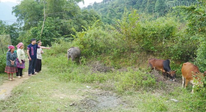 Bí thư Chi bộ thôn Suối Bu dẫn các hộ nghèo của thôn thăm mô hình chăn nuôi trâu bò của hộ anh Vàng A Sính.