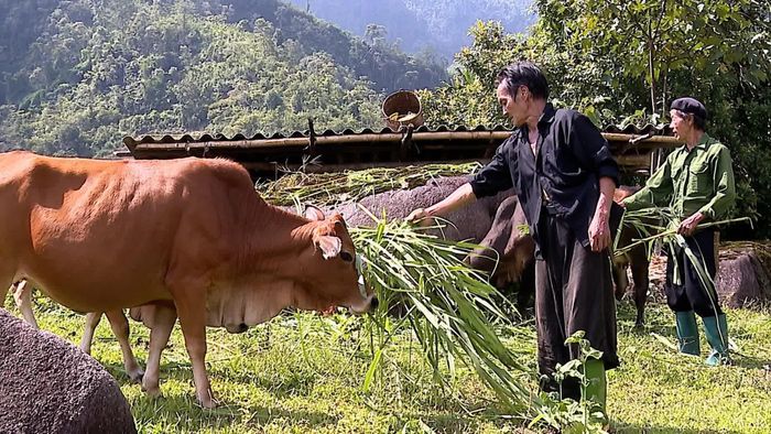 Người dân xã Trạm Tấu phát huy lợi thế địa phương để phát triển cây dược liệu và chăn nuôi gia súc để mang lại nguồn thu cho gia đình.
