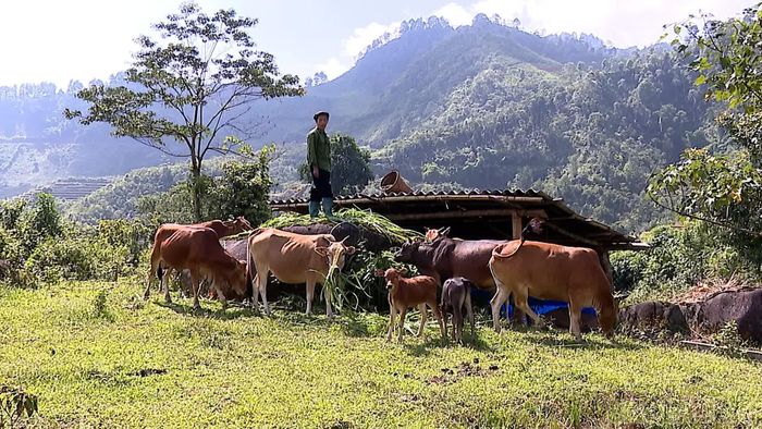 Năm 2025, từ Chương trình mục tiêu quốc gia giảm nghèo bền vững, ông Vàng A Chú, thôn Làng Tống, xã Trạm Tấu được hỗ trợ bò sinh sản, tạo sinh kế để phát triển kinh tế gia đình.