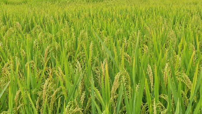 Giống lúa SYN12 có khả năng kháng bệnh bạc lá, chống chịu khá với bệnh khô vằn và đạo ôn.