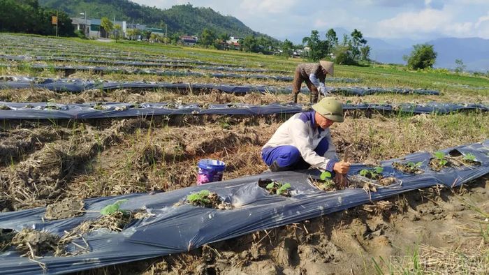 Người dân phường Cầu Thia gieo trồng cây lấy hạt theo hướng gắn sản xuất với nhu cầu thị trường.