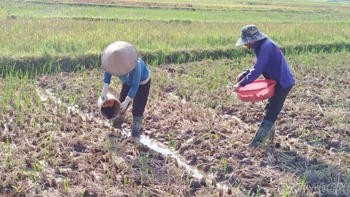 Gia đình anh Đinh Văn Siếng bón phân chuồng đã ủ cho cây ngô vụ đông.