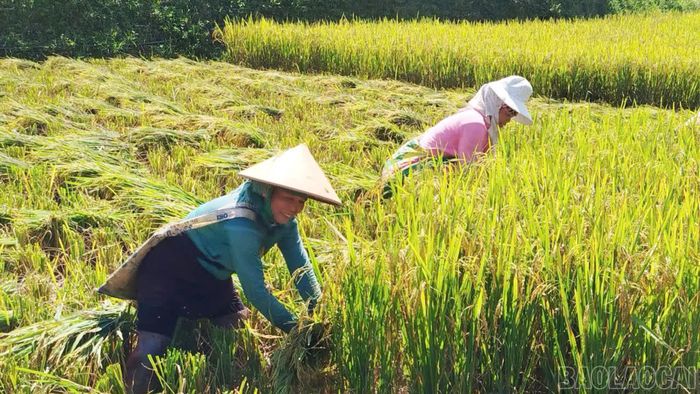 Các địa phương huy động nhân lực thu hoạch nhanh gọn diện tích lúa mùa đã chín, giải phóng đất gieo trồng cây vụ đông.
