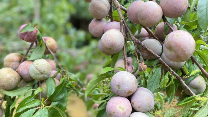 Mận Tam Hoa Bắc Hà là sản phẩm cây ăn quả ôn đới đặc trưng của Lào Cai.