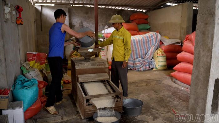 Lúa sau thu hoạch được đưa vào xay xát, phục vụ nhu cầu tiêu thụ trong và ngoài tỉnh.