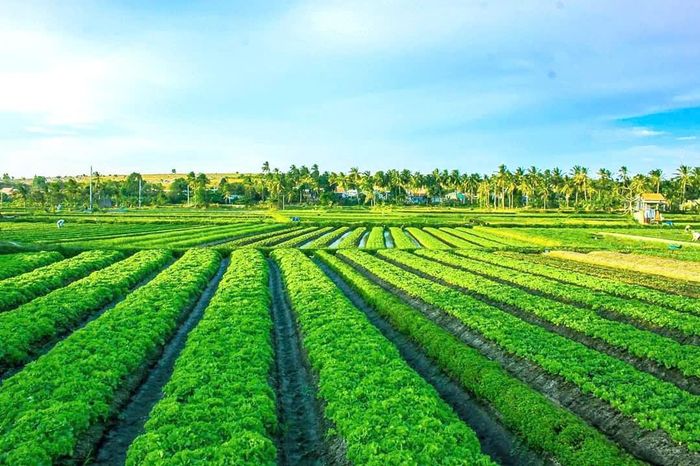 Vùng rau sạch, xanh mướt của HTX