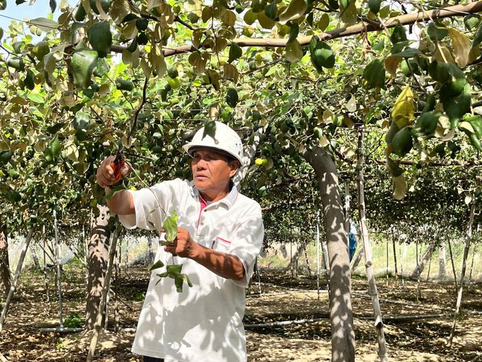 Nông dân xã Tuy Phong bước đầu chuyển đổi cơ cấu cây trồng hiệu quả