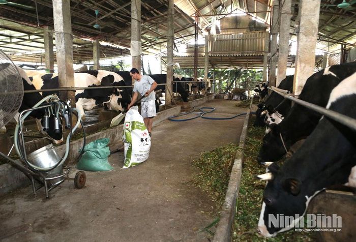 Đàn bò sữa của anh Tống Xuân Văn, Khu chăn nuôi bò sữa tập trung Mộc Bắc (phường Duy Tân) luôn được chăm sóc tốt. cho hiệu quả kinh tế cao.