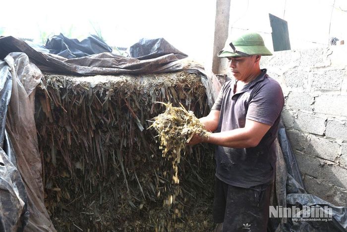 Cỏ voi trồng trên vùng đất bãi được ủ chua phục vụ chăn nuôi bò sữa tại phường Duy Tân.