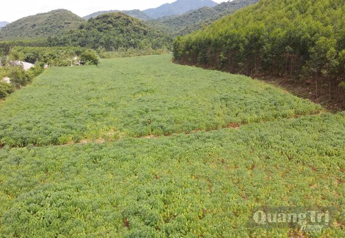 Có 347,74ha đất Công ty TNHH MTV LCN Bắc Quảng Bình liên kết trồng rừng nguyên liệu với người dân nhưng chưa thực hiện đầy đủ thủ tục theo quy định của Luật Đất đai năm 2024 - Ảnh: B.T