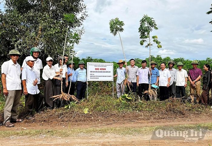 Mô hình thâm canh giống sắn HN1 tại thôn Tân Mỹ cho năng suất khoảng 33 tấn/ha - Ảnh: L.A