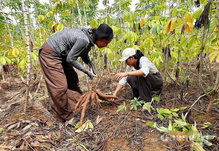 Kiểm tra thực tế cho thấy giống sắn HN1 tại mô hình có số lượng củ khá nhiều, kích thước tương đối đồng đều - Ảnh: L.A