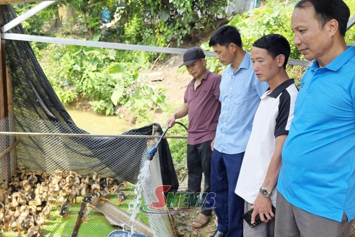 Mô hình nuôi vịt của nhân dân bản Tà Lọt.