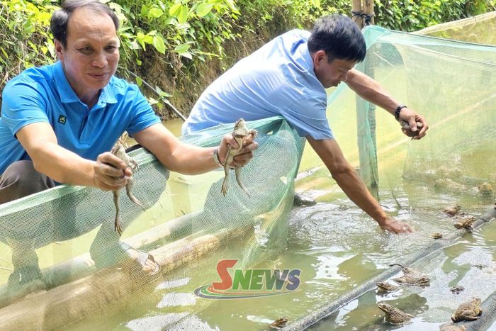 Mô hình nuôi ếch của đảng viên Lò Văn Thỏa, bản Tà Lại.