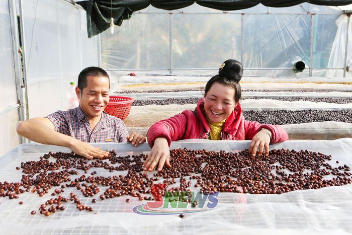 Thành viên HTX Ara-Tay Coffee sơ chế cà phê Honey trong nhà kính.