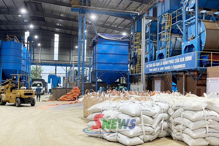 Chế biến cà phê tại Công ty cổ phần Chế biến cà phê Sơn La.