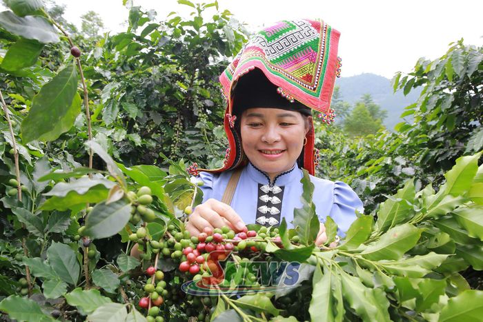 Những lứa quả cà phê chín đầu tiên được HTX Ara-Tay Coffee thu hái.