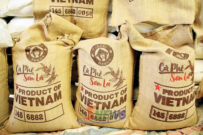 Sản phẩm cà phê thóc Arabica của HTX cà phê Bích Thao được xuất khẩu sang thị trường Đức. 