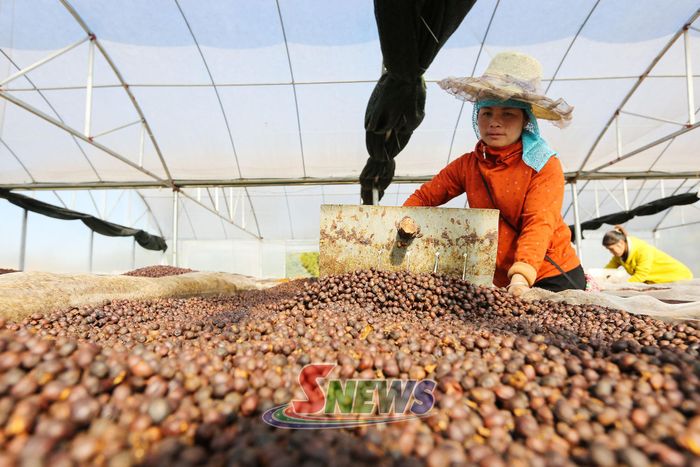 Chế biến cà phê Honey (cà phê mật ong) tại HTX Aratay Coffee, xã Mường Chanh.