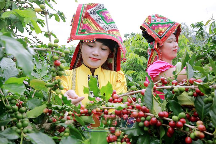 Tháng 9, cà phê Sơn La chín đỏ trên khắp nương đồi