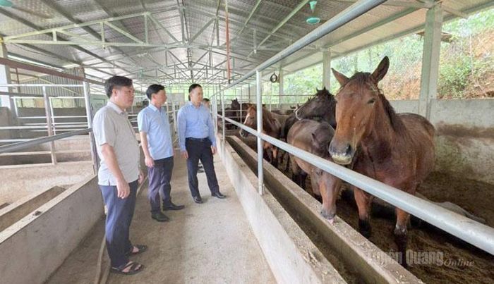 Lãnh đạo xã Bắc Quang thăm mô hình nuôi ngựa tại thôn Đoàn Kết.