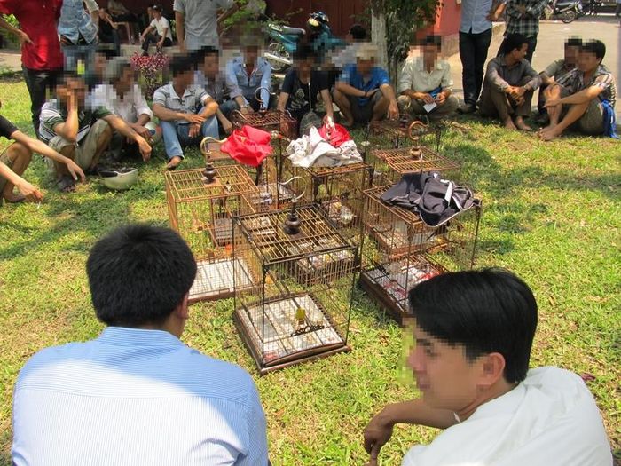 Thú chơi chim là một tác nhân khiến chim chóc bị săn bẫy hàng ngày.