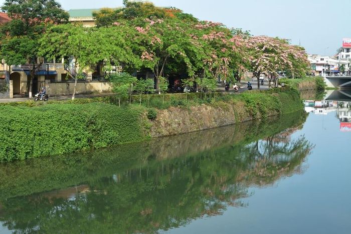  Một đoạn đường Phan Chu Trinh mùa muồng hoa đào khoe sắc.