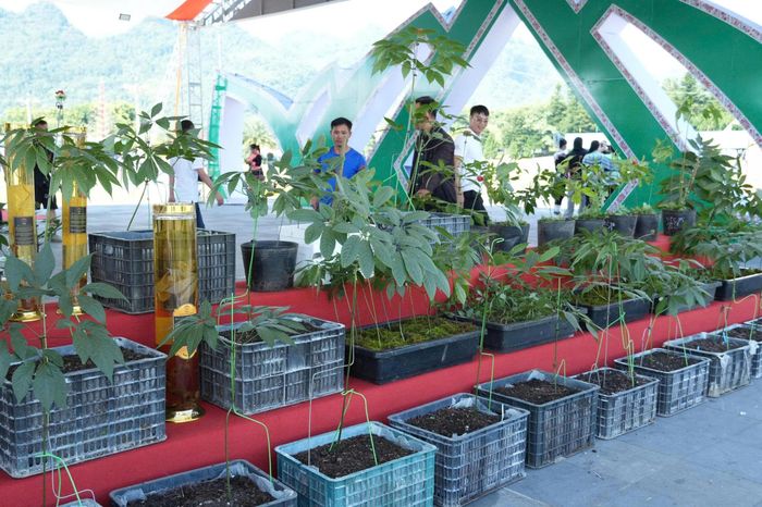 Những vườn sâm Lai Châu đang bén rễ dưới tán rừng ở vùng biên Sì Lở Lầu, mở ra kỳ vọng về sinh kế mới cho người dân.