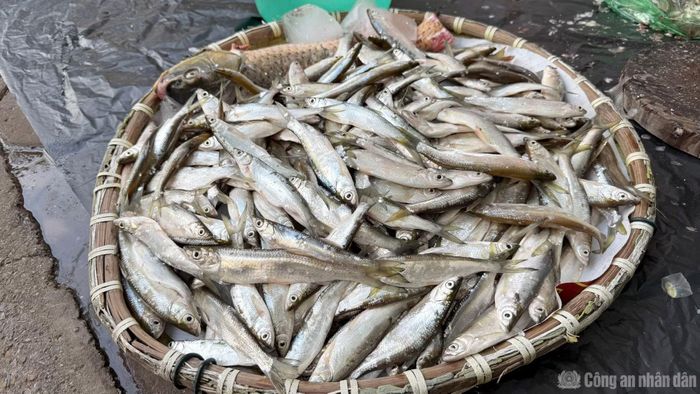 Những loại cá nhỏ này thường được ngư dân bán với giá khoảng 60.000 đồng/kg