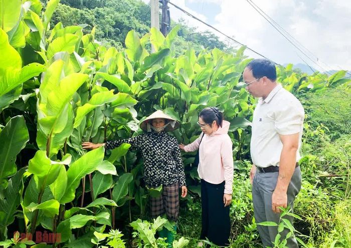 Lãnh đạo xã Trà Lĩnh kiểm tra diện tích trồng cây dong riềng tại xóm Hùng Quốc 2.