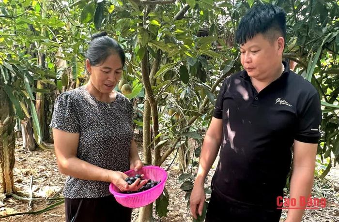 Quả trám đen mang lại hiệu quả kinh tế và thu nhập ổn định cho người dân.