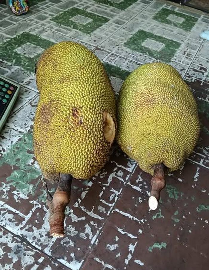 Mít dừa là giống mít quê từng rất quen thuộc, thường được trồng quanh nhà, ven bờ rào hay những khoảng đất rộng - Ảnh minh hoạ