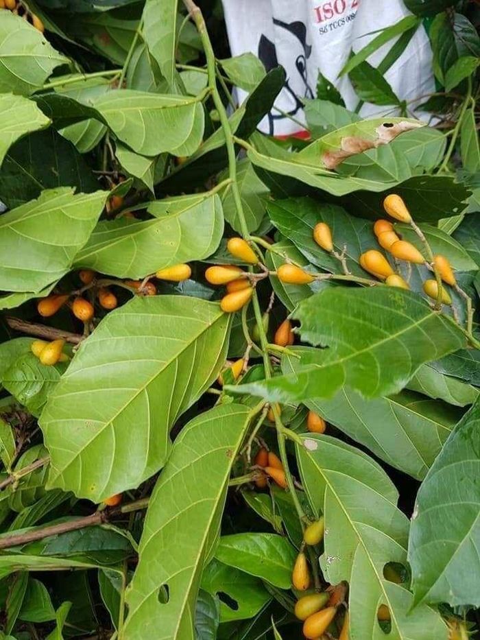 Loài cây mọc dại quen thuộc tại các khu rừng tái sinh, vùng đồi núi và bờ rào ven đường từ miền Trung trở vào Nam. Ảnh: thoibaovhnt