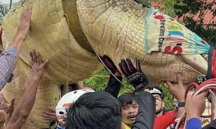 Con cá sấu tên là Nuea Thong, 27 tuổi, dài hơn 4m và nặng hơn 400kg được lực lượng chức năng sơ tán khỏi chùa khi nước lũ dâng cao - Ảnh: THE NATION/ASIA NEWS NETWORK