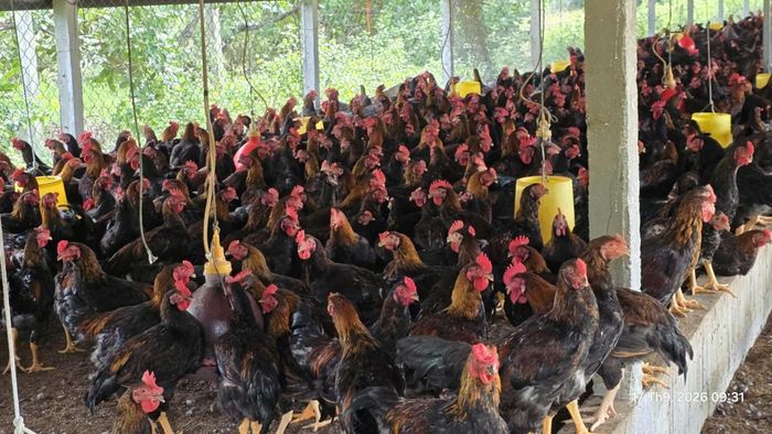 Trong quá trình chăn nuôi, việc sử dụng thuốc, thức ăn và các sản phẩm liên quan cần được kiểm soát chặt chẽ...