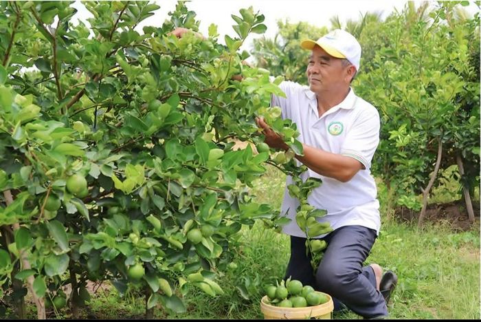  Ông Lê Văn Nam, Giám đốc HTX Dịch vụ nông nghiệp Mỹ Long, thu hoạch chanh tại vùng nguyên liệu của HTX. 