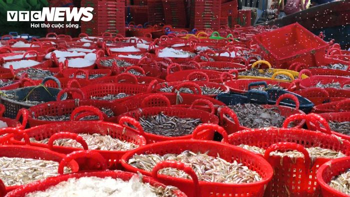 Bà Lê Thị Mai, một thương lái chuyên thu mua hải sản tại cảng Tịnh Kỳ, vừa nhanh tay ghi chép số lượng vừa tươi cười chia sẻ: “Cá cơm đợt này chất lượng rất tốt, con cá đều, tươi rói vì được ướp đá ngay khi vừa cất lưới. Năm nay cá cơm trái vụ lại trúng lớn nên giá cả rất ổn định. Chúng tôi thu mua ngay tại cảng để chuyển đến các lò hấp cá, cơ sở làm nước mắm truyền thống và tiêu thụ ở các tỉnh Tây Nguyên, TP Đà Nẵng”.