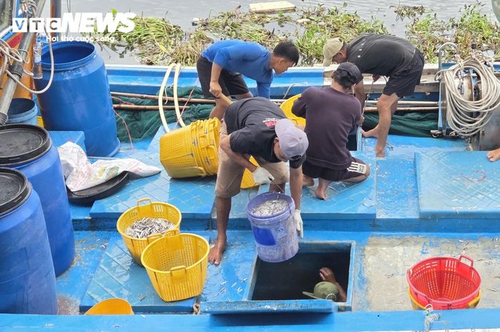 “Mấy hôm nay thời tiết ở vùng biển Lý Sơn cực kỳ thuận lợi, luồng cá xuất hiện rất dày. Trung bình một đêm, tàu tôi đánh được khoảng 4 tấn cá cơm. Bình thường mùa này là thời điểm trái vụ, cá cơm không nhiều, nhưng năm nay cá về từng đàn lớn. Anh em trên tàu ai nấy đều phấn khởi, quên hết cả mệt mỏi” - ngư dân Nguyễn Văn Xí (trú xã Tịnh Khê; thuyền viên tàu cá QNg 91145 TS) vui vẻ nói.